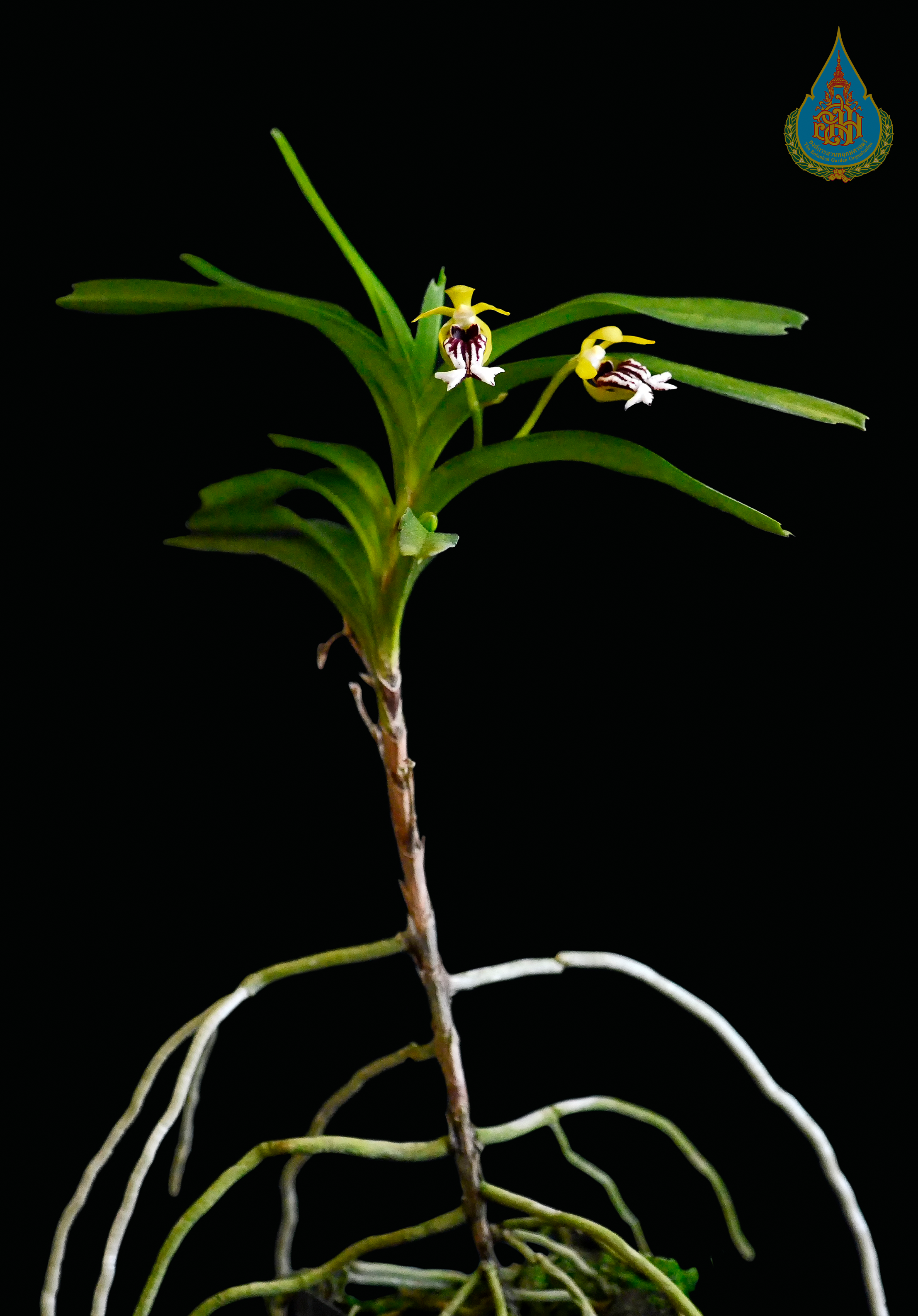 สะแล่งน่าน Vanda cristata Wall. ex Lindl.<br/>ORCHIDACEAE